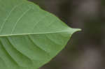 Common hoptree <BR>Wafer ash